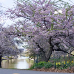 Blossom at Storrow Lagoon