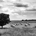 campagna pugliese a giugno